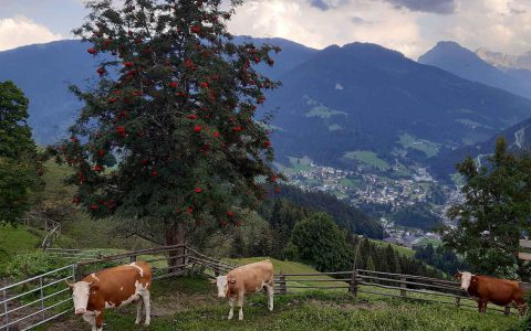 Drei Kühe auf grüner Weide vor Bergpanorama am Kinderbauernhof Steffenegg in Österreich