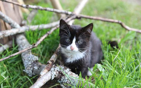 Schwarz-weiße Katze sitzt auf grünem Gras und Ästen am Kinderbauernhof Steffenegg