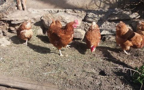 Vier braune Hühner auf sonnigem Bauernhof Steffenegg, Natururlaub mit Tieren für Familien