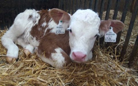 Kuscheliges Kalb liegt im Stroh auf dem Kinderbauernhof Steffenegg für Familienurlaub