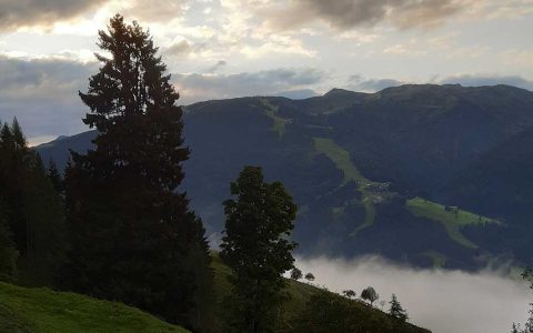 Kühe auf grüner Almwiese mit Alpenpanorama, Natururlaub auf dem Kinderbauernhof Steffenegg