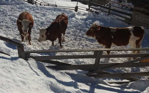 Drei Kühe auf verschneiter Weide am Kinderbauernhof Steffenegg in Österreich, Natururlaub
